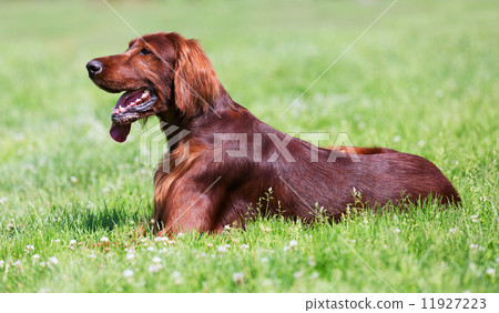 Irish Setter lying on green grass Irish Setter lying on green grass 11927223