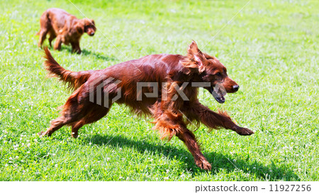 Irish Setters running on grass 11927256