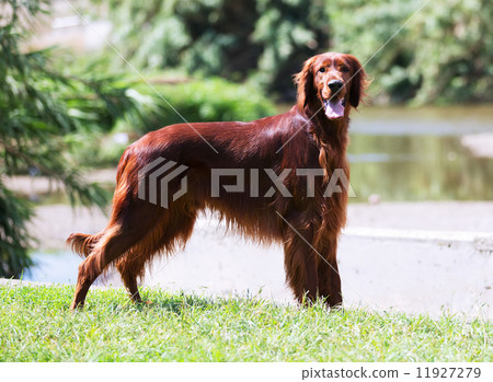 Irish Setter 11927279