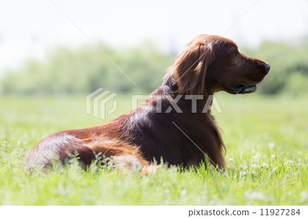 Irish Setter sitting on   grass 11927284