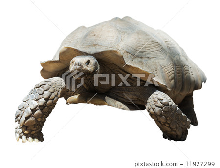 African spurred tortoise 11927299