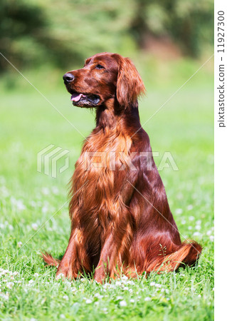 Red Irish Setter 11927300