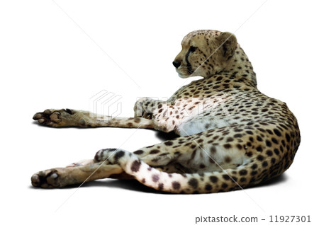 lying cheetah 11927301