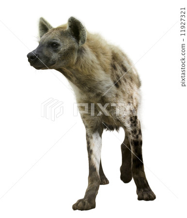 Spotted hyena Spotted hyena 11927321