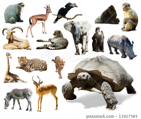 African animals. Isolated over white background 11927365