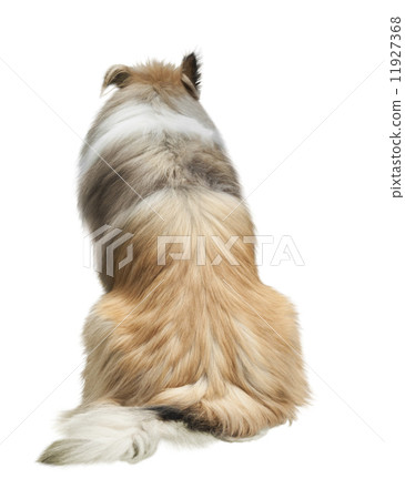 Rough Collie Rough Collie 11927368