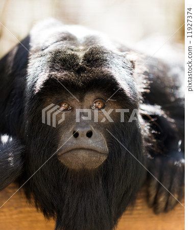 howler monkey 11927374