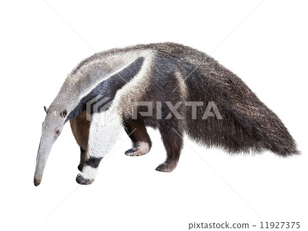 Giant anteater Giant anteater 11927375