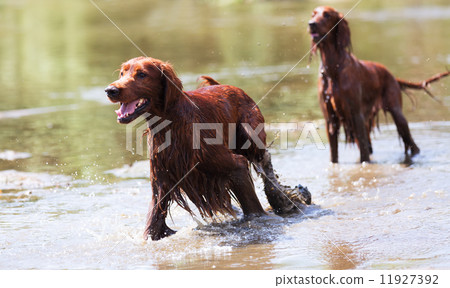 Two  Irish Setters  in water 11927392
