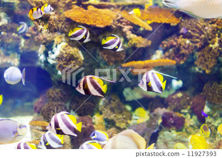 tropical fish at coral reef 11927393