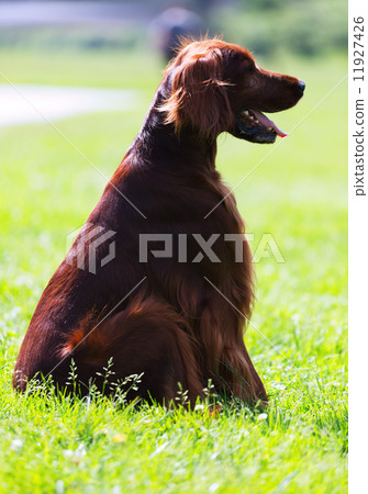 Red Irish Setter sitting on grass Red Irish Setter sitting on grass 11927426