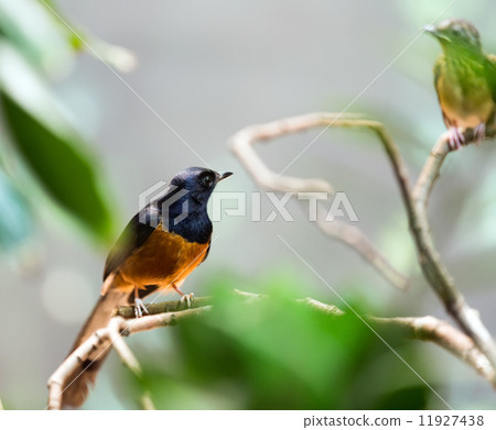 Exotic bird - white-rumped shama 11927438