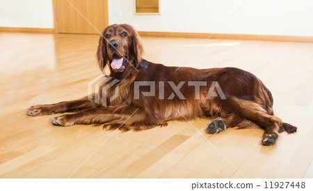 Red Setter lying on floor Red Setter lying on floor 11927448