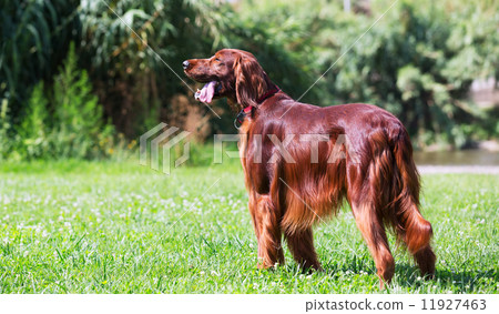 Red Irish Setter standing on grass Red Irish Setter standing on grass 11927463