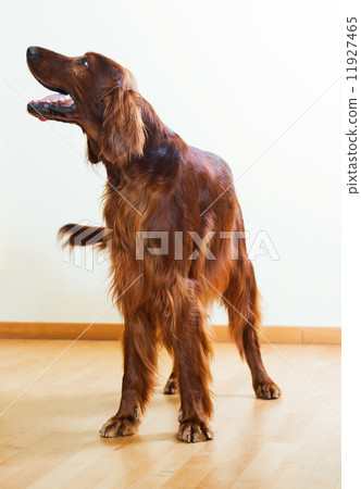 Red  Setter standing on parquet floor 11927465