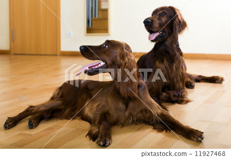 Irish Setters lying on  parquet 11927468