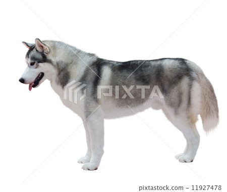 Siberian Husky 11927478