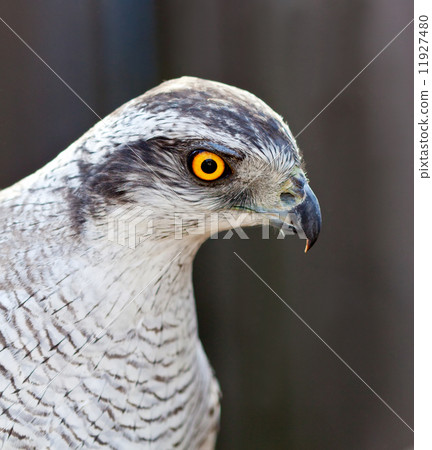 adult Hawk goshawk 11927480
