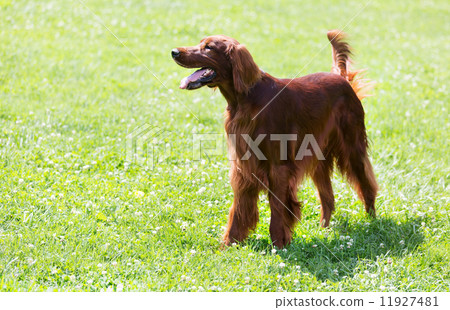 Red  Setter 11927481