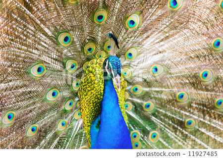 Male Indian Peafowl 11927485