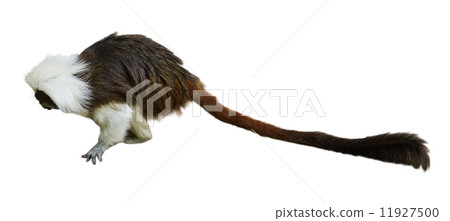 Cotton-top tamarin Cotton-top tamarin 11927500