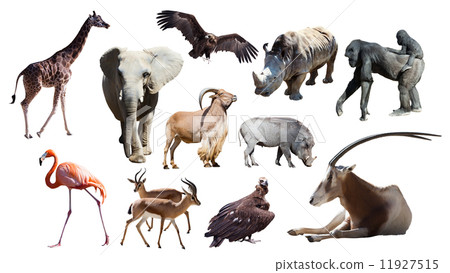 African animals 11927515