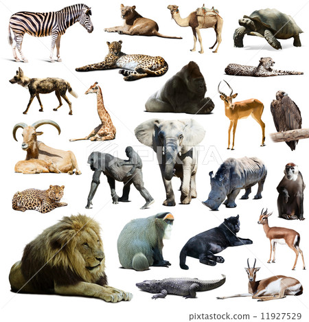 lion  and other African animals. Isolated over white 11927529