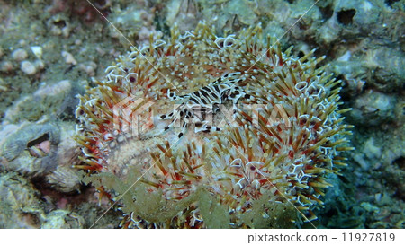 Zebra crab 2 Zebra crab 2 11927819