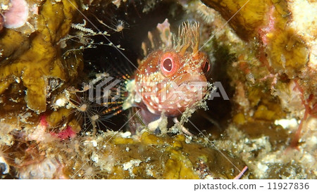 Kamigamis Island _ Gympo _ Kamigamis Island _ Gympo _ 11927836