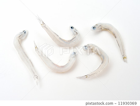 Crispy boiled potatoes from domestic Hamana Lake (Shipper fried shrimp, Shako). Attention) "Dust, scratches, dirt, retouch marks" may remain on the white background of the background. Please note on your purchase. 11930369