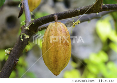 可可果和鮮花 可可果和鮮花 11930438