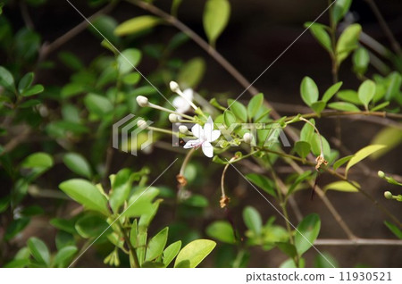 Ibotaku flower Ibotaku flower 11930521