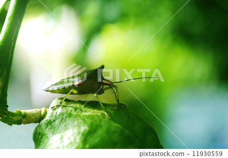 Insects on the lime green. 11930559