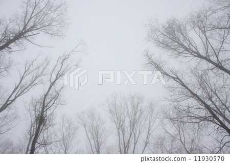 Fog 11930570