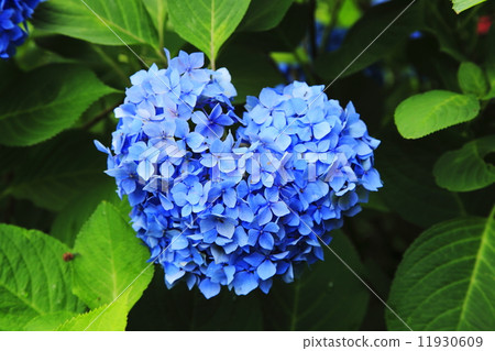 Hydrangea of Mi Muroto Temple (Heart type) Hydrangea of Mi Muroto Temple (Heart type) 11930609