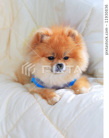 cute pet in house, pomeranian grooming dog wear clothes on bed a cute pet in house, pomeranian grooming dog wear clothes on bed a 11930836
