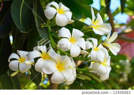 Frangipani tropical flowers, Plumeria flowers fresh Frangipani tropical flowers, Plumeria flowers fresh 11930881