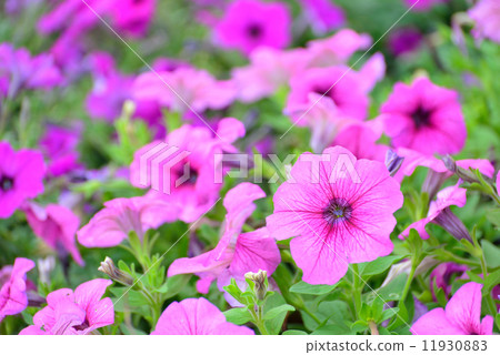 flowers in the garden flowers in the garden 11930883