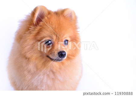 pomeranian dog isolated on white background pomeranian dog isolated on white background 11930888