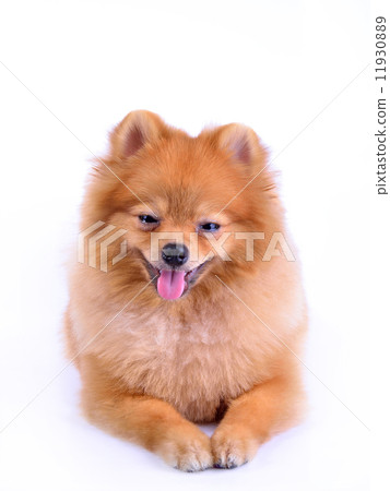 pomeranian dog isolated on white background pomeranian dog isolated on white background 11930889