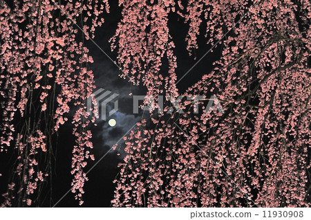 A fascinating evening cherry tree 11930908