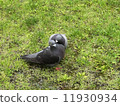 Dove of a pigeon 11930934