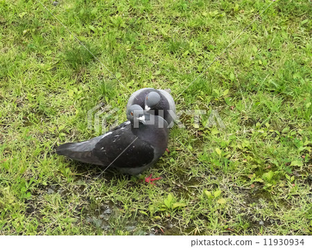 Dove of a pigeon Dove of a pigeon 11930934
