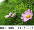 Cosmos 11930943