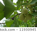 Ginkgo noodles 11930945