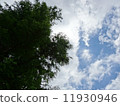 Large tree and blue sky　 11930946