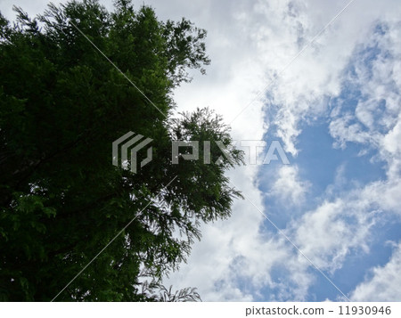 Large tree and blue sky Large tree and blue sky 11930946