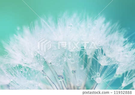 Tender White Dandelion seed with water drops 11932888
