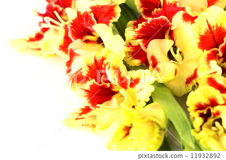 Bright colorful yellow and red gladiolus isolated \ horizontal Bright colorful yellow and red gladiolus isolated \ horizontal 11932892