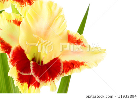 Fresh bright gladiolus isolated Fresh bright gladiolus isolated 11932894